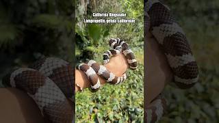 The California Kingsnake Lampropeltis getula californiae 🙌🏼🐍🌎 wildlife facts snake shorts [upl. by Imrots]