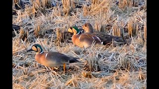 Baikal Teal 巴鴨 [upl. by Quince]