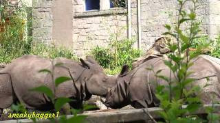 Edinburgh Zoo 20Aug11 [upl. by Kamilah]