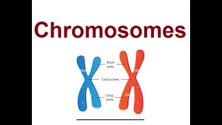 Chromosomes Structure and types [upl. by Rachelle]