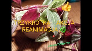 TRZYKROTKA  AKCJA REANIMACJA Cz II [upl. by Arrol]