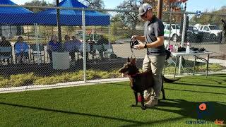 Muzzling Demonstration from Dogs Playing for Life [upl. by Mindy]