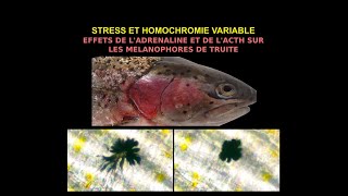 Stress et homochromie Effets antagonistes adrénaline vs ACTH sur mélanophores [upl. by Bevers435]