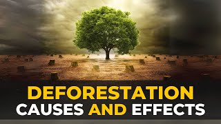 Deforestation  Causes Effects and Solutions  The Planet Voice [upl. by Eelarak]