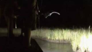 Bad Habit Bowfishing Saltwater [upl. by Gunthar173]