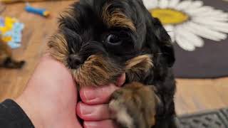 Heavenly Havanese Lap Dogs [upl. by Neall]