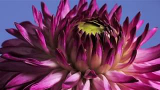 Dahlia bud to flower opening time lapse [upl. by Sanyu660]