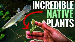 COLLECTING NATIVE AQUATIC PLANTS AND WILD FISHES FOR AQUARIUM IN INDIA [upl. by Trista]