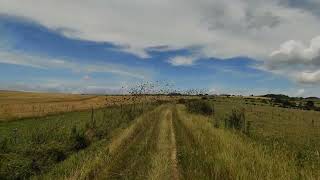 Starling murmuration on the South Downs UK [upl. by Rosetta]