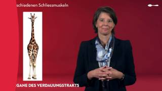 Das Verdauungssystem  Die Anatomie des Verdauungstrakts [upl. by Nahgem]