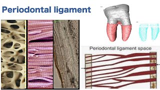 Periodontal ligament [upl. by Rosamond]