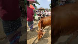 Goru Chagoler Haat cattlemarket animals gabtolihaat cowmandi [upl. by Naujat]