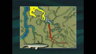 Как на реке Енисей Сибирская ряпушка — Coregonus sardinella получила имя «Туруханская селёдка» [upl. by Lenette569]
