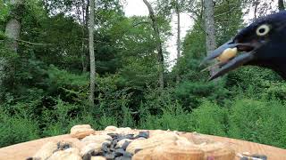 Blue Jays Woodpecker Cardinal Nuthatch Grackle [upl. by Guttery]