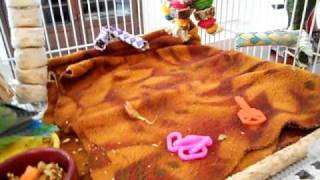 Baby Bird Weaning Cage Setup [upl. by Banerjee]