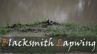 Blacksmith Lapwing Vanellus armatus Blacksmith Plover Bird Call amp Video  Stories Of The Kruger [upl. by Nnil294]