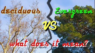 How to understand the difference between evergreen and deciduous trees [upl. by Lleunamme]