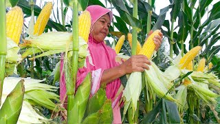 Cara Menanam Jagung Manis Agar Berbuah Besar dan Berat Panduan Lengkap [upl. by Towne]