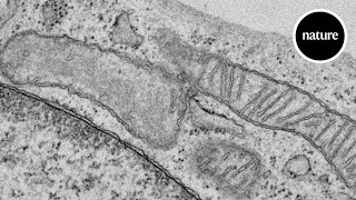 A new kind of mitochondria [upl. by Whittemore]