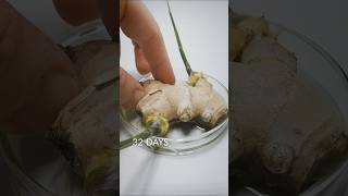 Ginger Root timelapse [upl. by Gherardi]