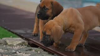 Boerboel puppies from a super litter 2023 [upl. by Jauch]