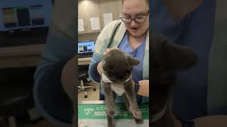 Skill 10 Feline Cephalic Venipuncture Restraint [upl. by Elana]