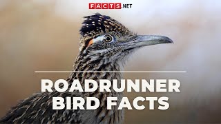 Roadrunner Bird Facts That Goes Beep Beep [upl. by Roberto]