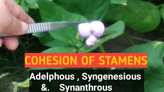 CohesionFusion of stamens Adelphous Syngenesious and synanthrous monadelphousdiadelphous [upl. by Paola]