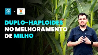 SAIBA COMO OS DUPLOHAPLOIDES SÃO UTILIZADOS NO MELHORAMENTO DE MILHO [upl. by Hamachi]