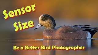 Sensor Size vs Depth of Field [upl. by Gnilrac]