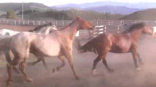 Stampeding horses at black mountain dude ranch [upl. by Allez]