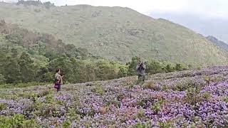 Peak bloom of rare flowers paint India’s Nilgiri hills in hues of blue [upl. by Ahtanaram]