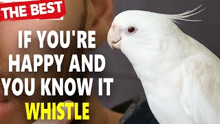 If Youre Happy and You Know It Whistling  Cockatiel Singing Training [upl. by Naresh]