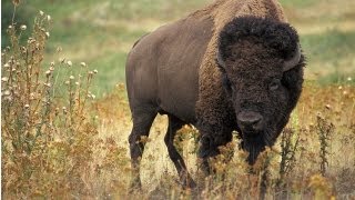 Bison Diorama Highlights Conservation Effort [upl. by Bullough]