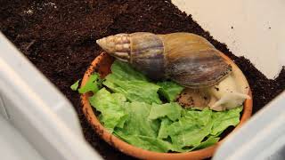 Giant African Land Snail eats lettuce  TIMELAPSE [upl. by Latham]