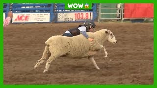 Sam 5 verbetert rodeorecord op schaap [upl. by Enyedy646]