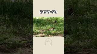 【野鳥観察、コンデジで野鳥撮影】スズメTree Sparrow、Japanese Sparrow カモフラージュ shorts コンデジ 野鳥 birds [upl. by O'Meara]