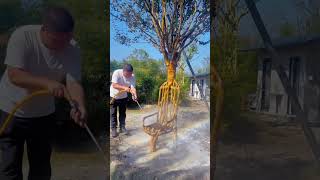 Youve never seen this type of trees 😨 shortvideo [upl. by Akessej]