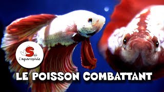 LES POISSONS COMBATTANTS betta fish  juste pour le plaisir des yeux [upl. by Giusto]