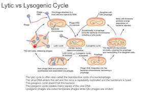 Lytic vs Lysogenic Cycle [upl. by Lleda]