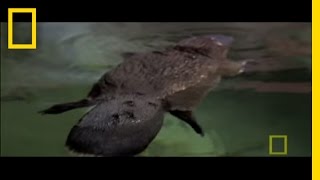 Platypus Parts  National Geographic [upl. by Yecac]