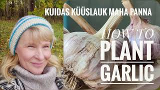 Kuidas küüslauk maha panna HOW TO PLANT GARLIC [upl. by Sheryl]