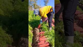 carrots 😍🥕🥕🥕agriculture nature farming viral short plants trending shorts [upl. by Savdeep]