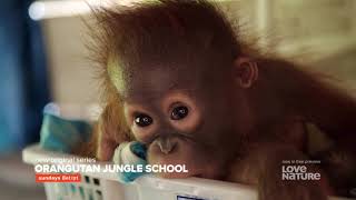 Orangutan Jungle School – Sundays at 8etpt on Love Nature Canada [upl. by Deloria]