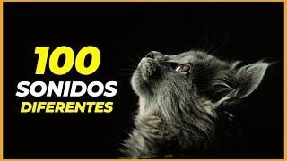 13 Datos Curiosos de los Gatos que sorprenden a todos 🐱 [upl. by Henri]