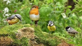 Videos for Cats to Watch  Spring Birds Spectacular [upl. by Ratib]