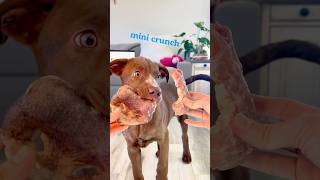 My teething puppy picks his chews puppyteething shorts puppy rawfeddog rawfeeding dogmom [upl. by Ytissahc289]