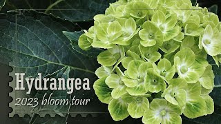 Hydrangea Garden Tour  2023 Edition [upl. by Sarajane]