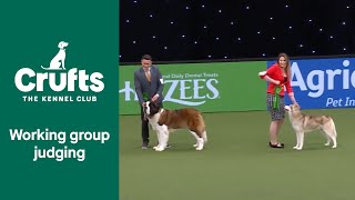 Working Group Judging  Crufts 2022 [upl. by Ocnarfnaig]