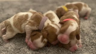 Overnight with Paris amp Puppies Live [upl. by Errick]